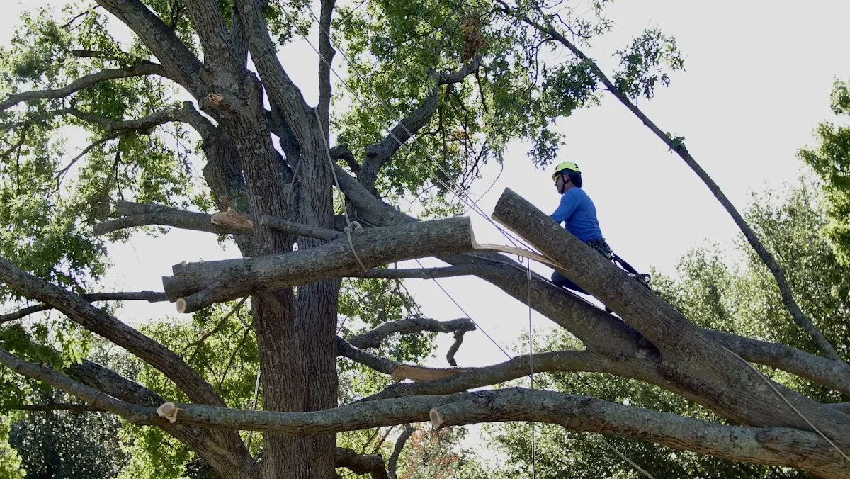 Professional Hazardous Tree Removal performed by certified arborists in Woodson