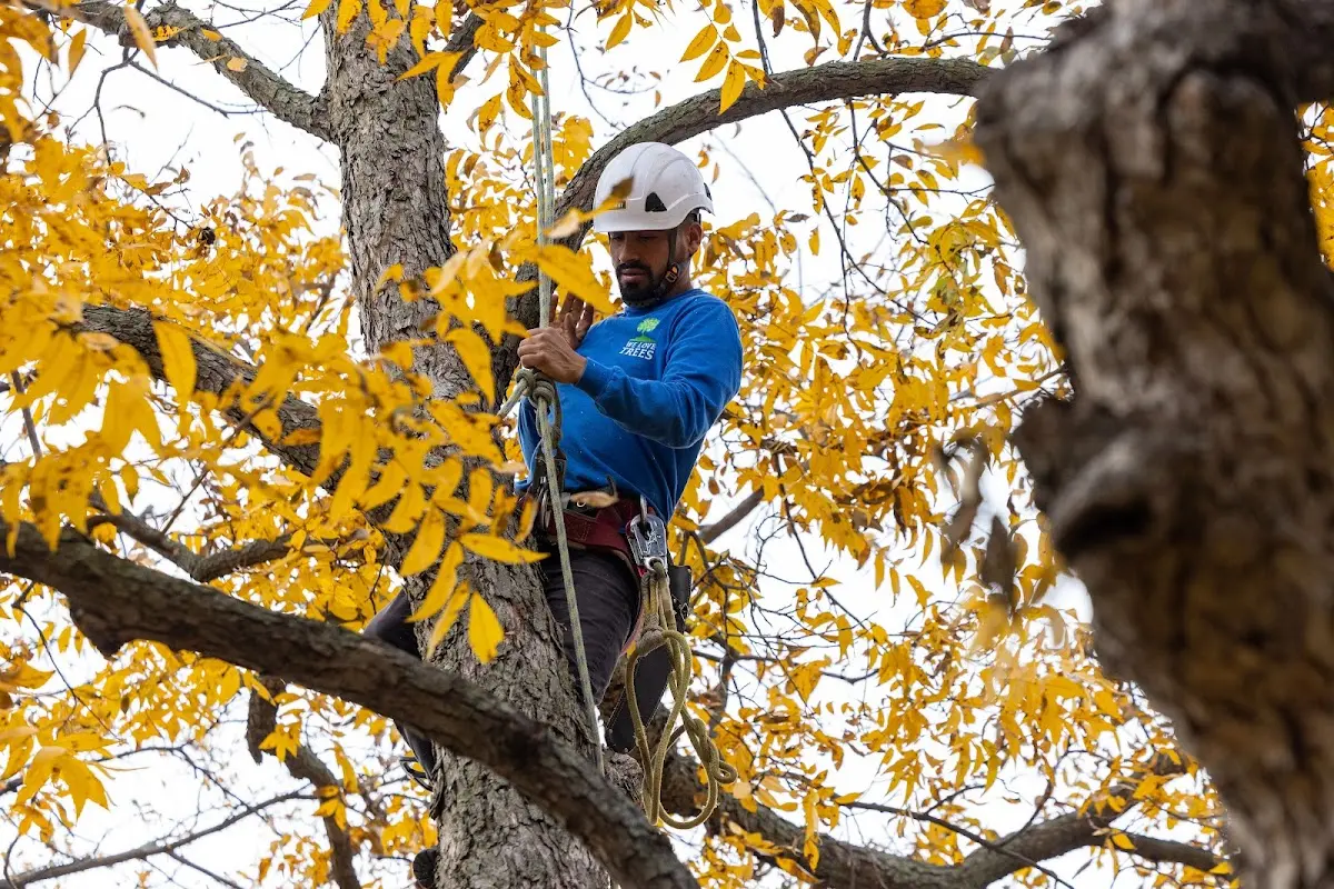 Skilled Storm Damage Cleanup crew working in Woodson